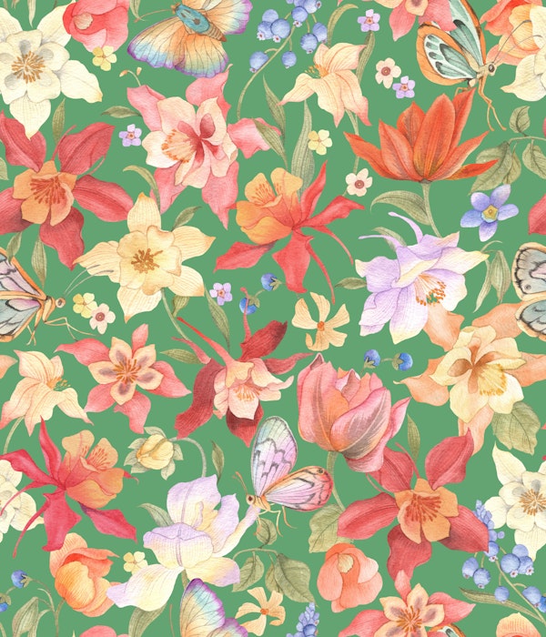 Aquilegia garden - 8