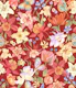Aquilegia garden - 11