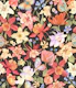Aquilegia garden - 12