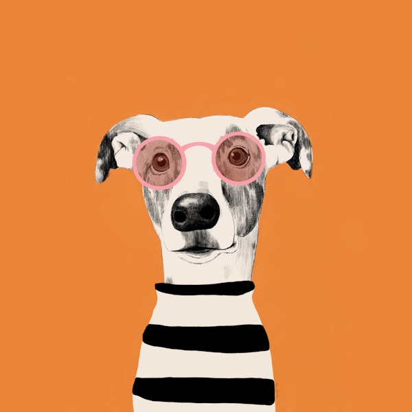 Cool Greyhound With Round Shades