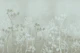Branch Landscape - Mist