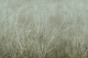Sea Fans - Ocean Brine