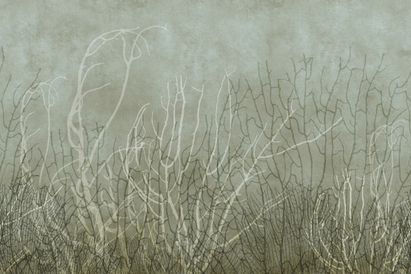 Sea Fans - Ocean Brine