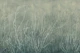 Sea Fans - Glacial Waters
