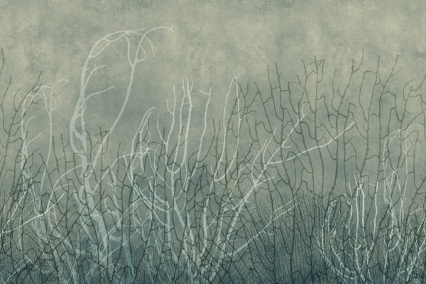 Sea Fans - Glacial Waters