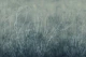 Sea Fans - Deep Lake