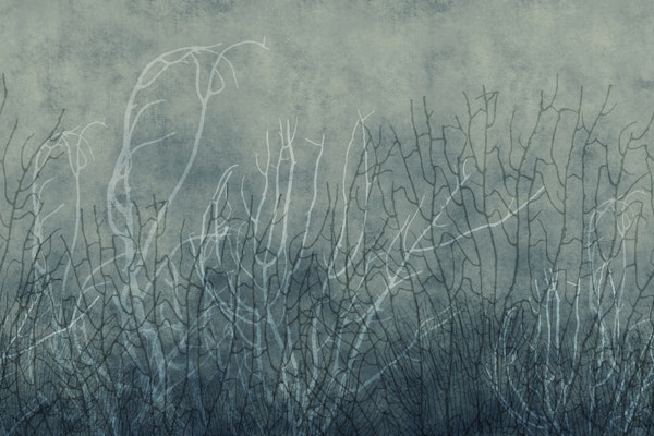 Sea Fans - Deep Lake
