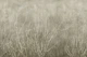 Sea Fans - Bisque