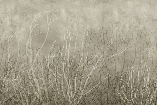 Sea Fans - Bisque