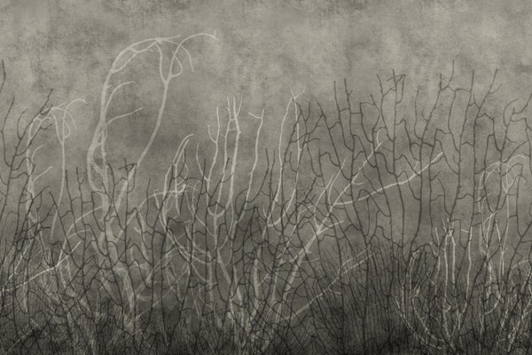 Sea Fans - Dusk
