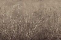 Sea Fans - Golden Taupe behang