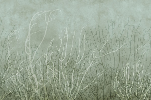 Sea Fans - Pool
