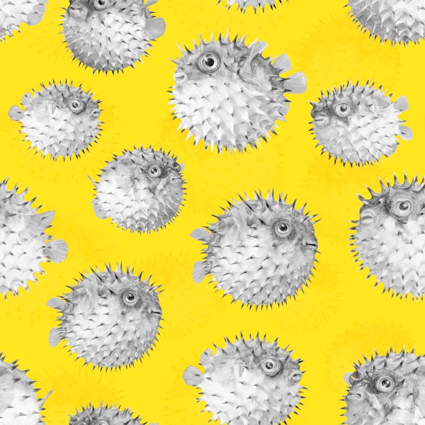 Porcupine The Fish 01
