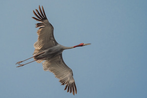 Elegant Crane in the Sky