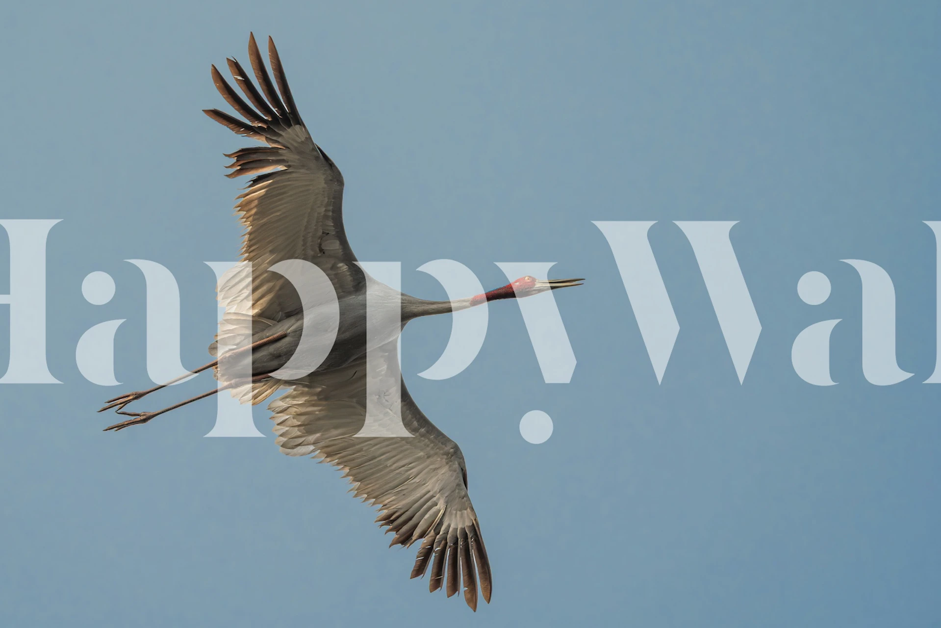 Elegant Crane in the Sky wallpaper