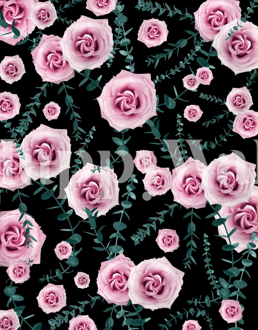 Pink roses and eucalyptus leaves on a black background wallpaper