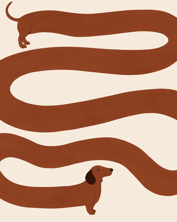 Wavy Sausage Dog Minimal