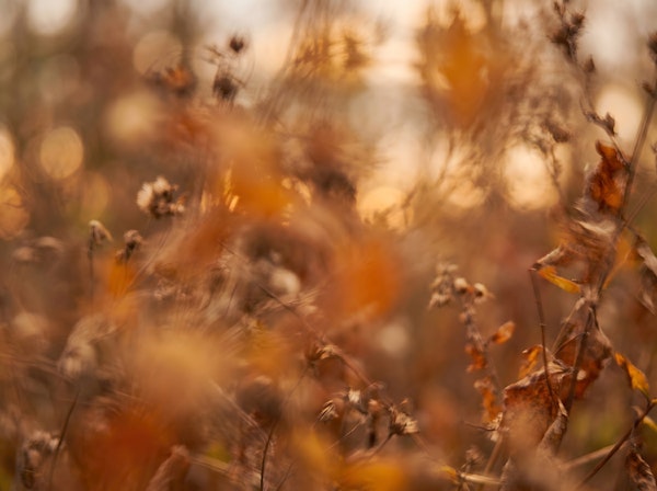 Autumn Meadow Bokeh