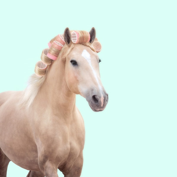 Palomino Horse