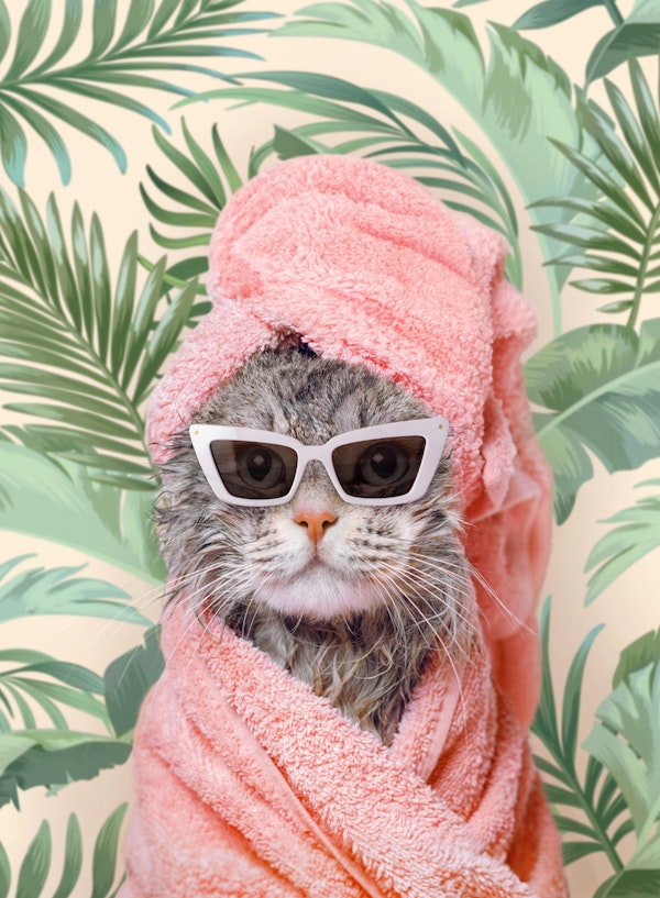 Beverly Hills Cat