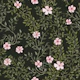 Blush Blossoms on Dark Green