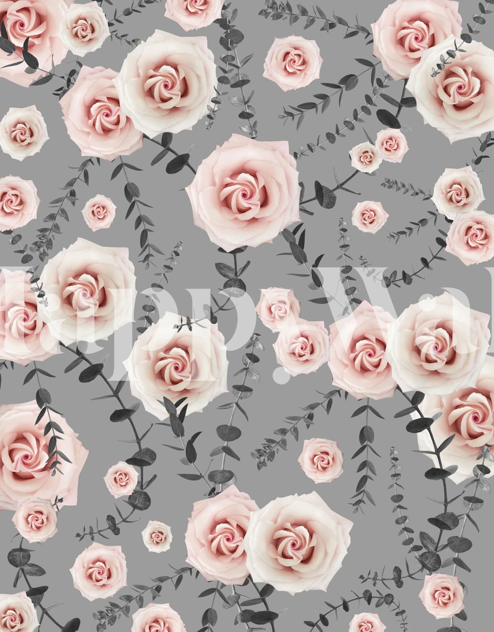 Blush roses and eucalyptus leaves on gray wallpaper