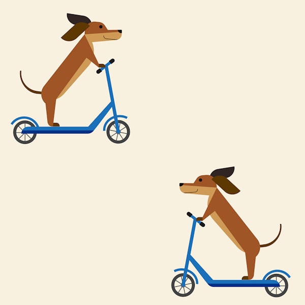 Dachshund on Scooter