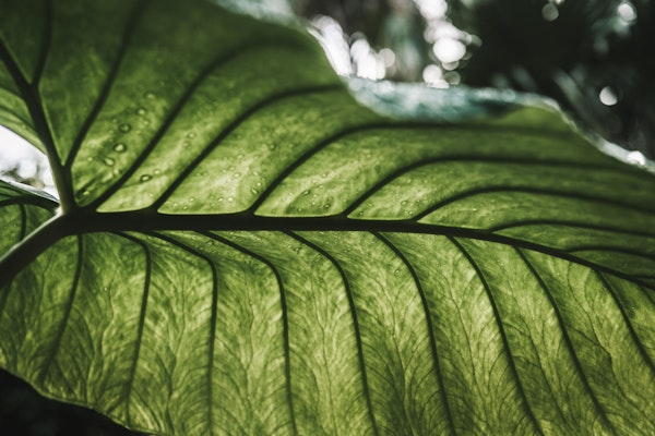 Close-Up of Leaf with Dew