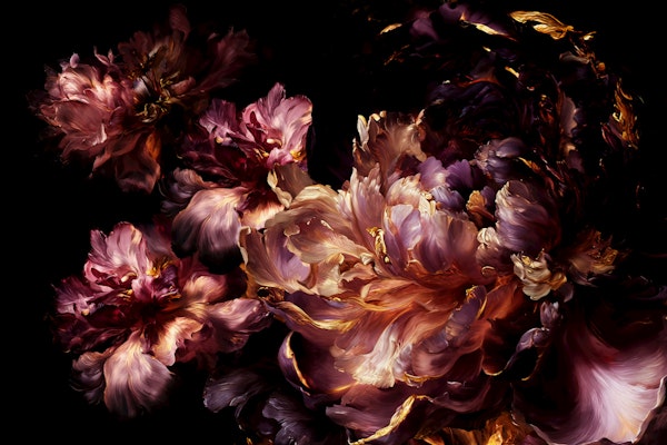 Velvet Peonies on Black