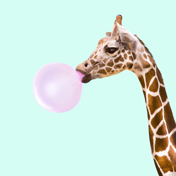 BUBBLEGUM GIRAFFE