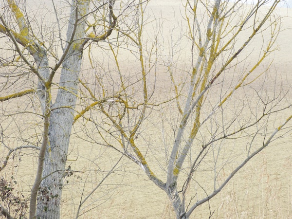 Misty Winter Trees