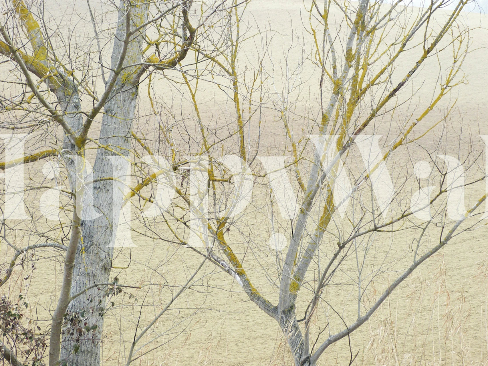 Misty Winter Trees carta da parati