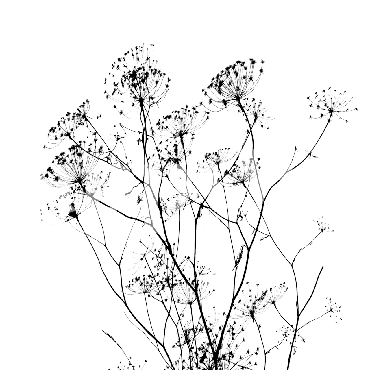 Black and white wildflower wallpaper in room