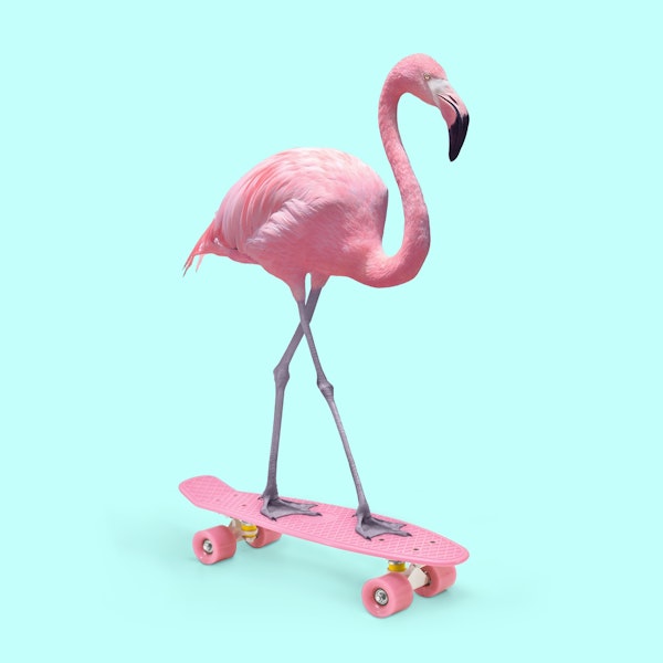 SKATE FLAMINGO
