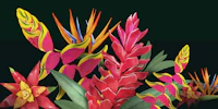 Tropical Flowers on Dark Background tapety