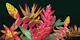 Tropical Flowers on Dark Background