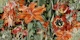 Moody Autumn Lily Garden