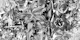Black and White Jungle Leaves