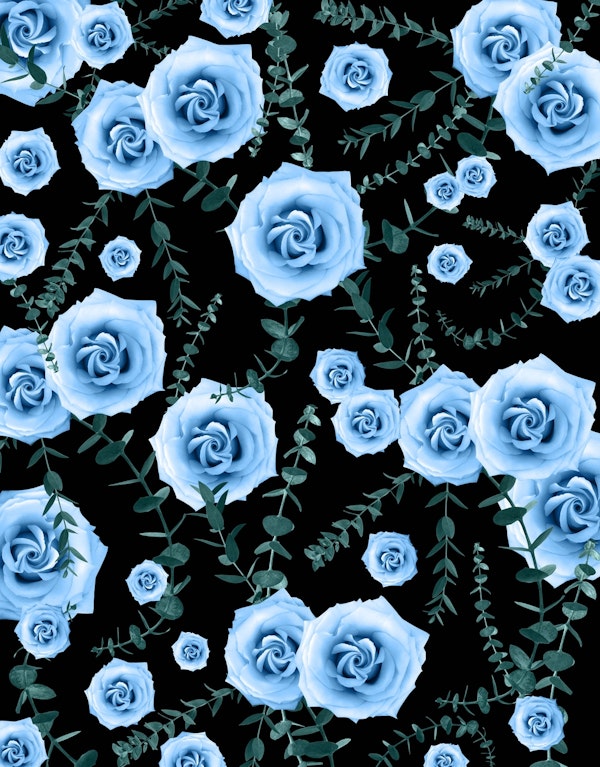 Night Beauty Rose Eucalyptus 3