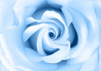 Classic Blue Beauty Rose 1 ταπετσαρία