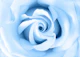 Classic Blue Beauty Rose 1