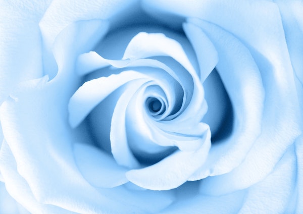 Classic Blue Beauty Rose 1