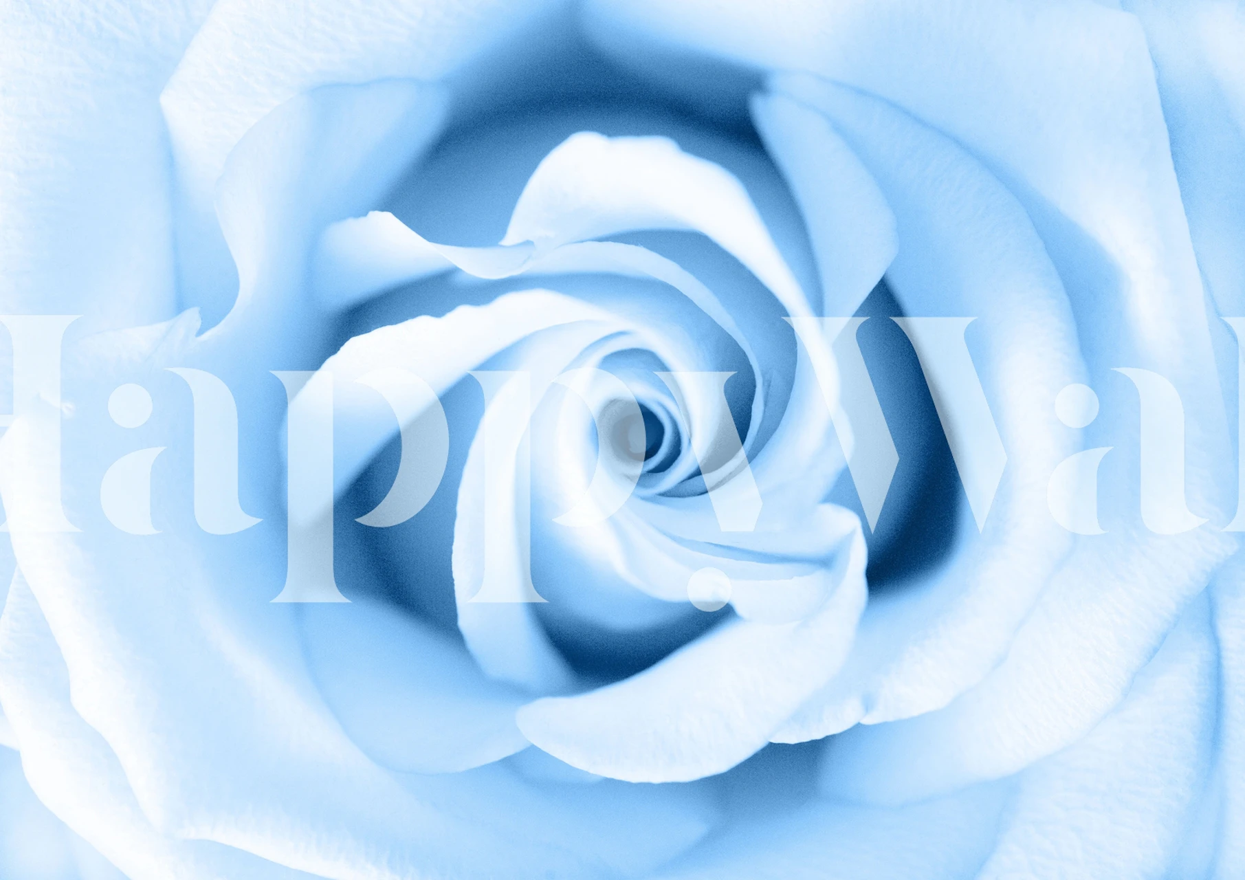 Close-up of light blue rose petals swirl wallpaper