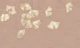 Sakuya Golden Ginkgo on Powder Rose