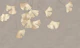 Sakuya Golden Ginkgo Leaves Taupe Minimal