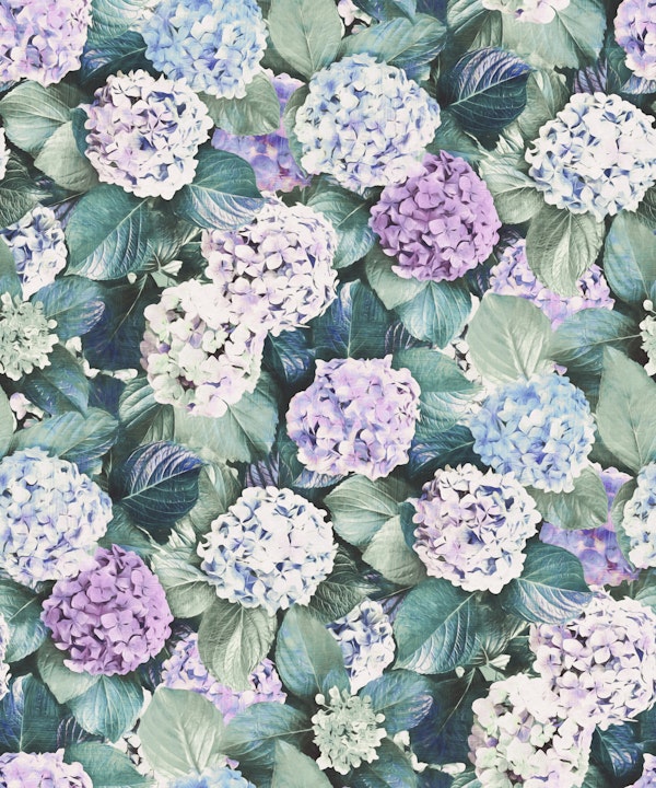 Blue Lavender Hydrangea Botanical Large