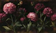 Dark Pink Peonies Mural