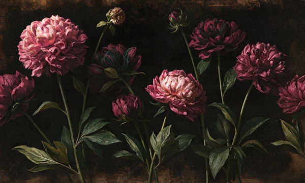 Dark Pink Peonies Mural