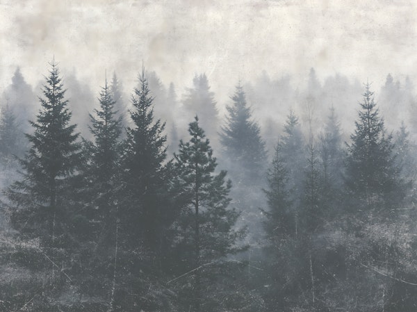 Dark Forest Landscape