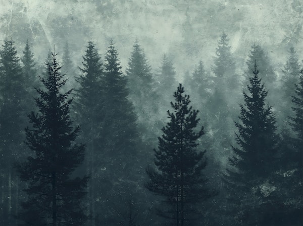 Foggy Evergreen Woods